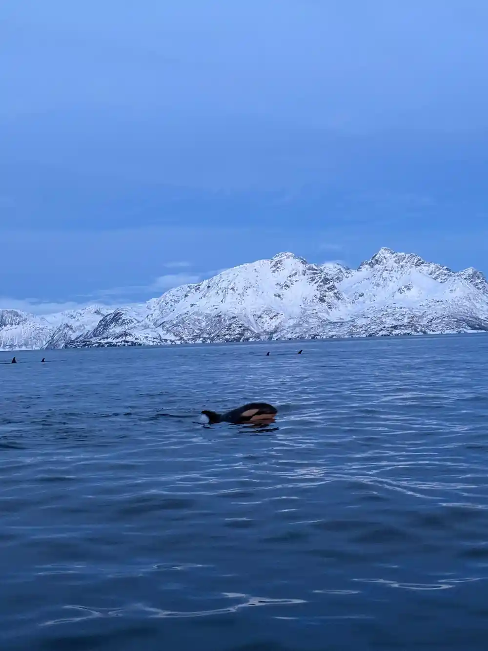 A dark whale back rolling through still water beneath snowy slopes