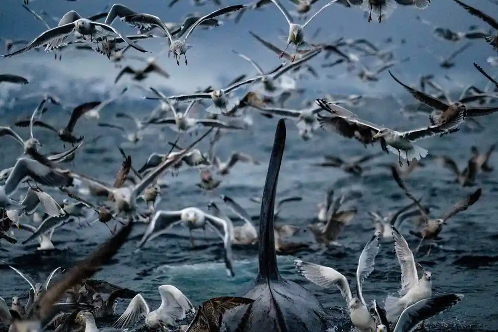 A dense cloud of gulls over a whale feeding at the surface