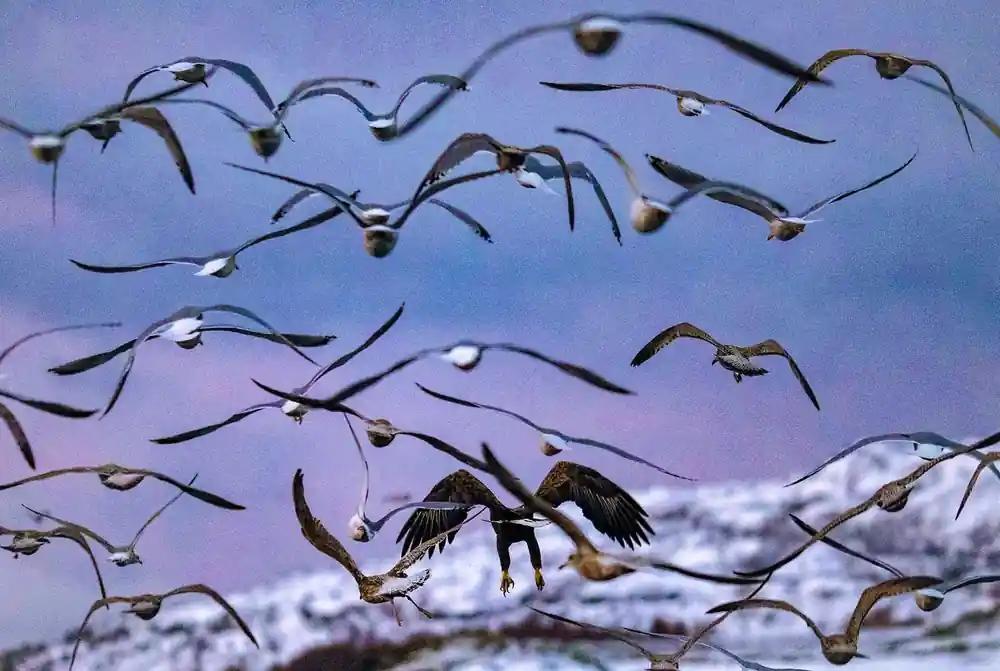Gulls and an eagle swirling above the water in violet dusk light