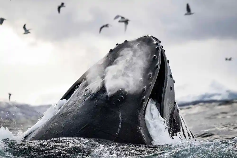 The head and blowhole of a humpback at the surface, spouting