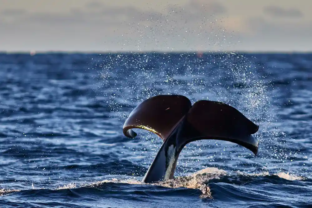 A humpback fluke curling over in a burst of spray