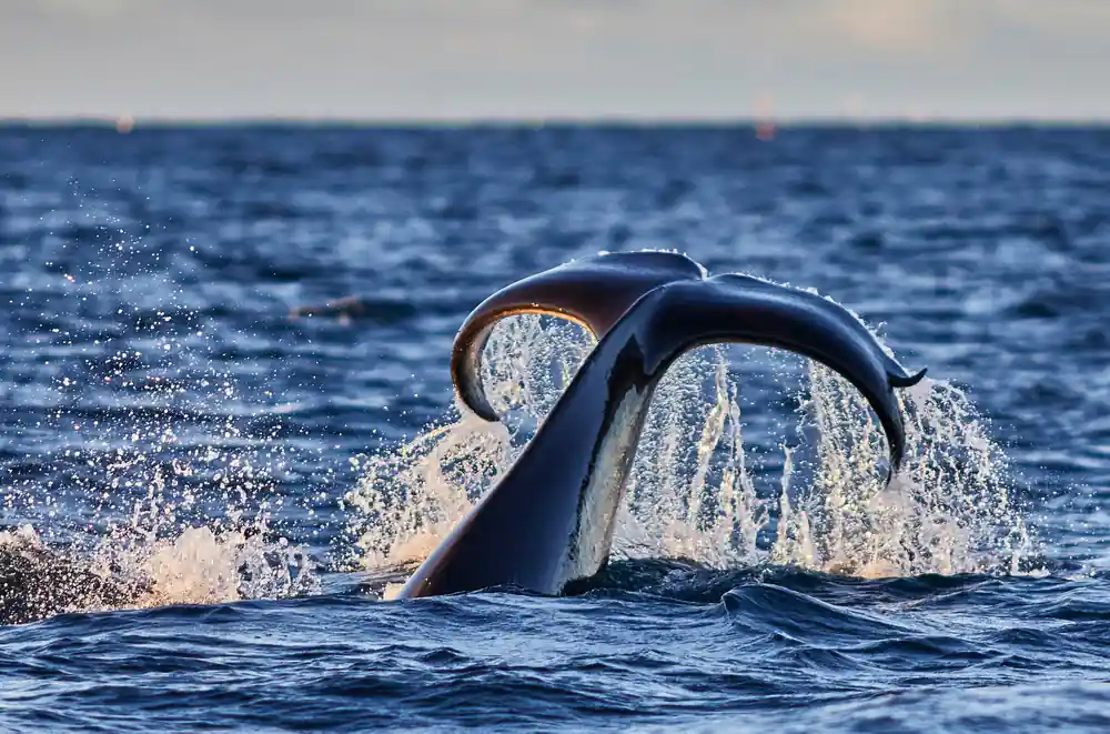 A humpback fluke lifted high with water pouring from its edge