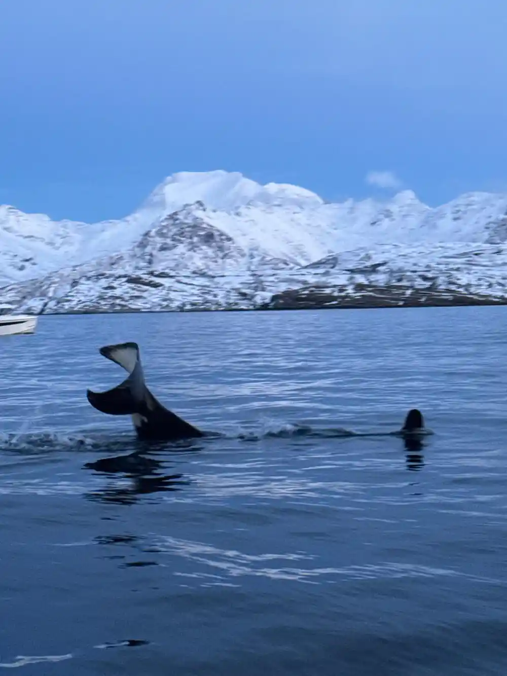 A humpback fluke and an orca fin together under snow-covered peaks