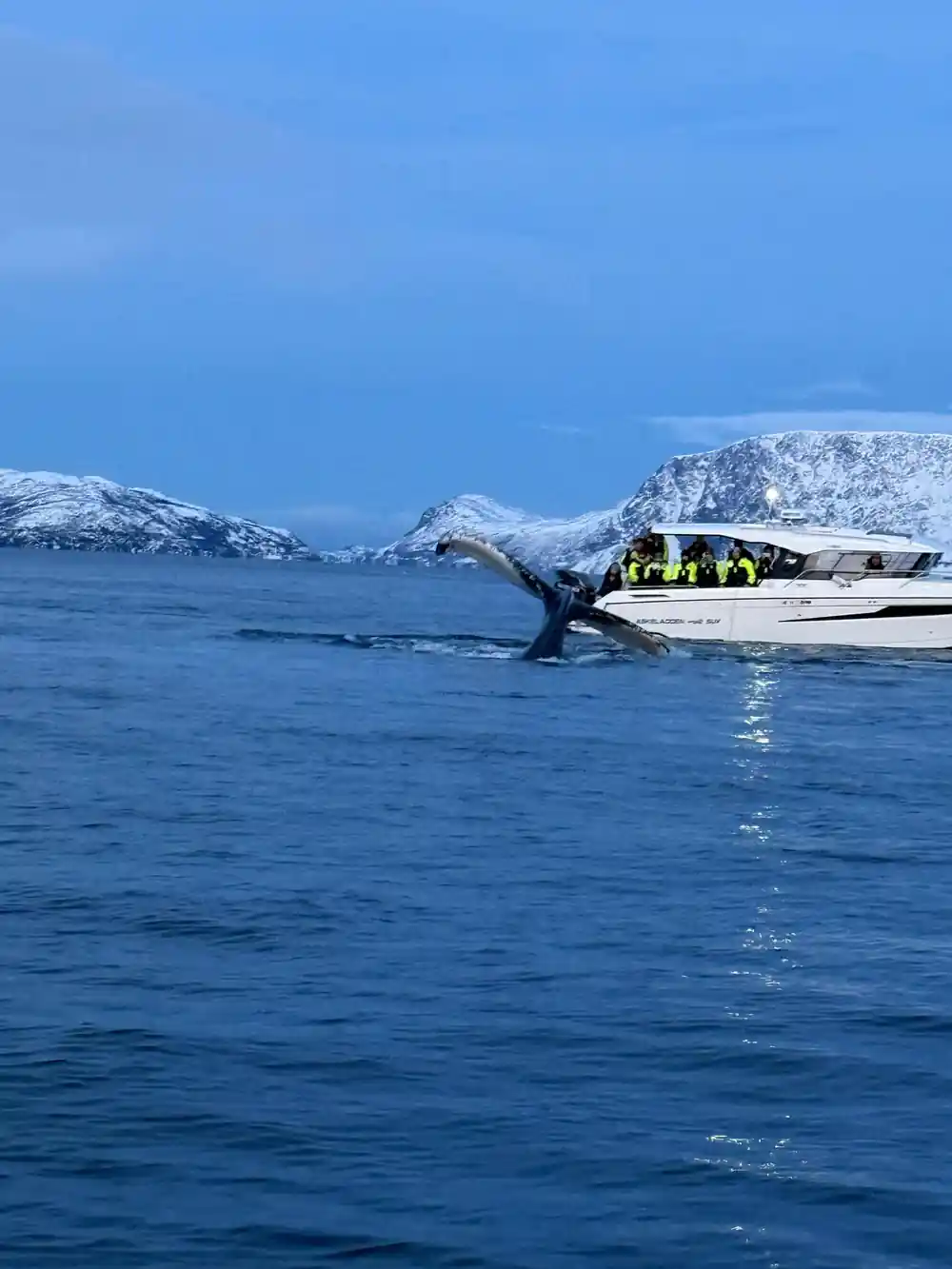 A humpback fluke rising beside a white passenger boat in a fjord