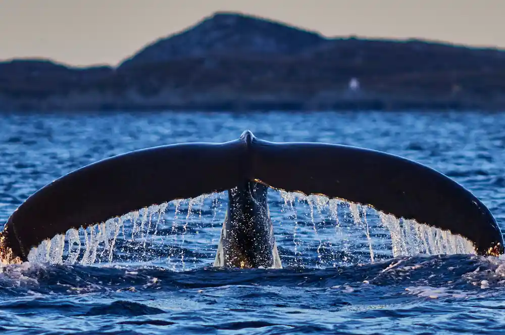 A humpback fluke spread wide, water falling from it, an island behind