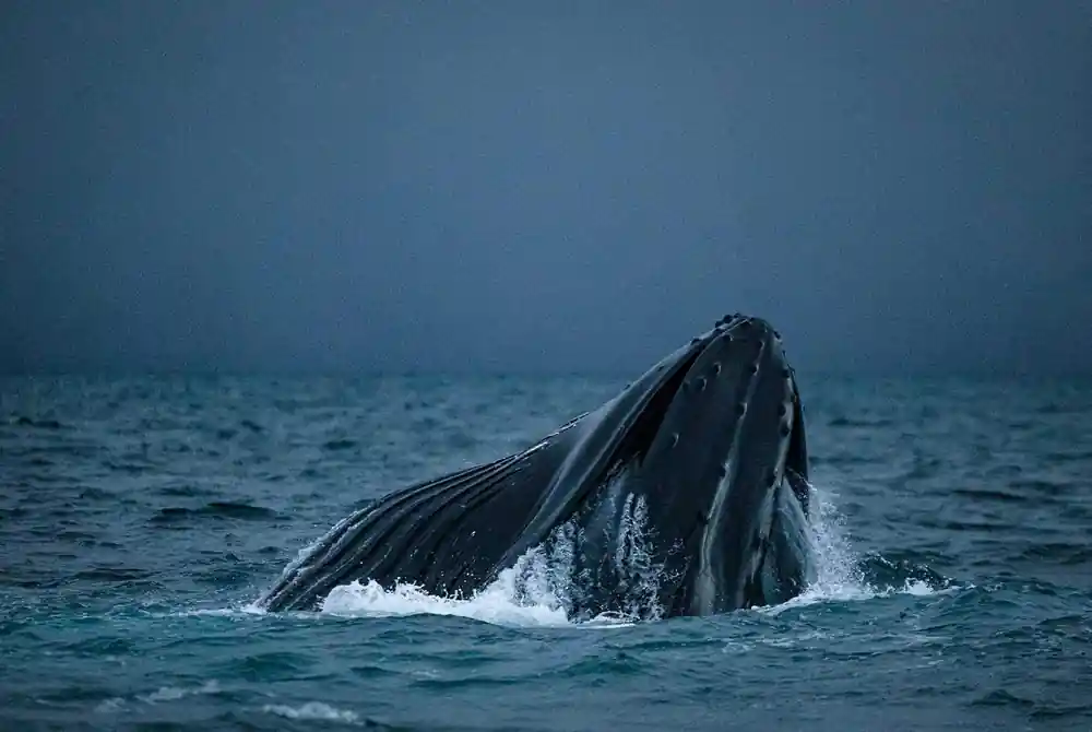A humpback rising open-mouthed through the water in a lunge