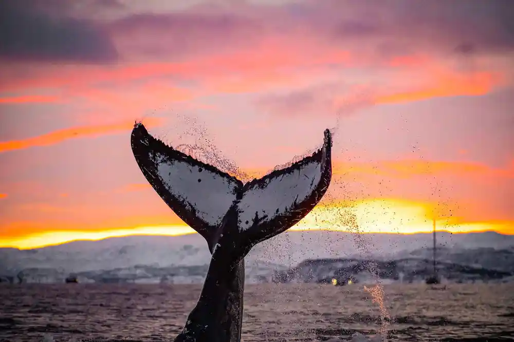 A humpback's tail fluke raised against a pink and orange sky