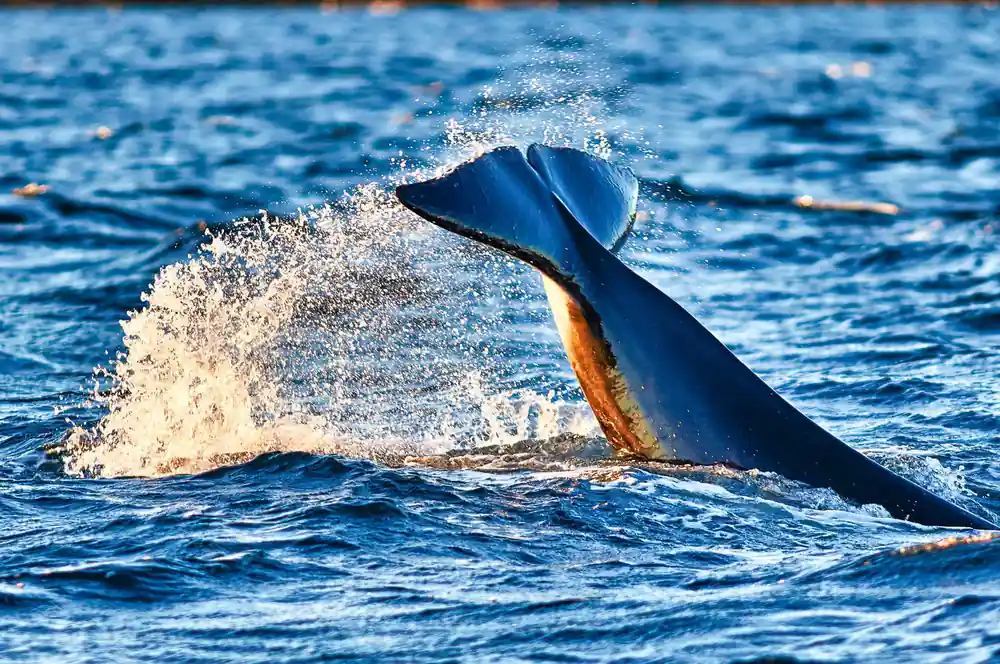 A humpback tail slapping the surface in a sheet of spray