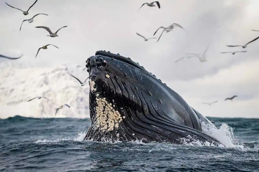 A humpback whale lunging vertically out of the water, gulls scattering