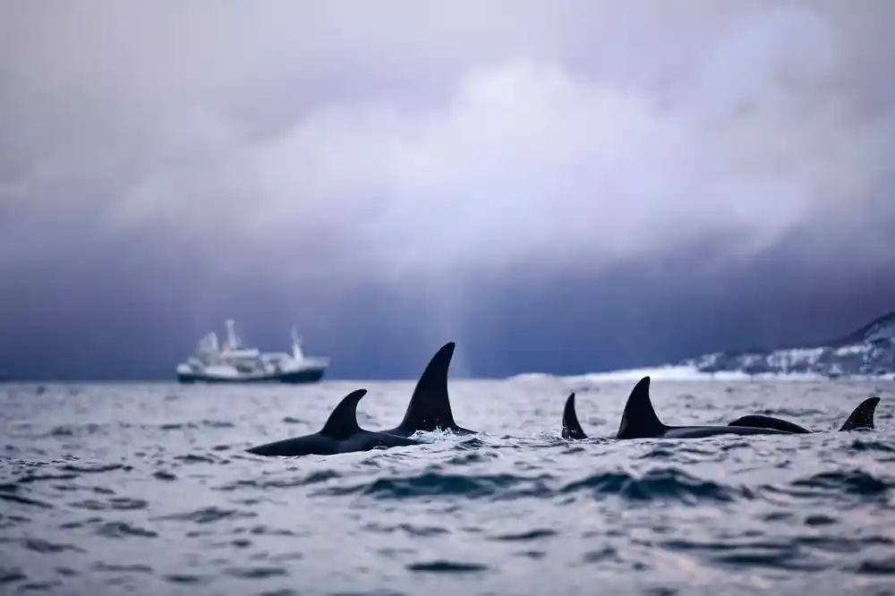 A line of orca fins crossing the water with a fishing boat behind