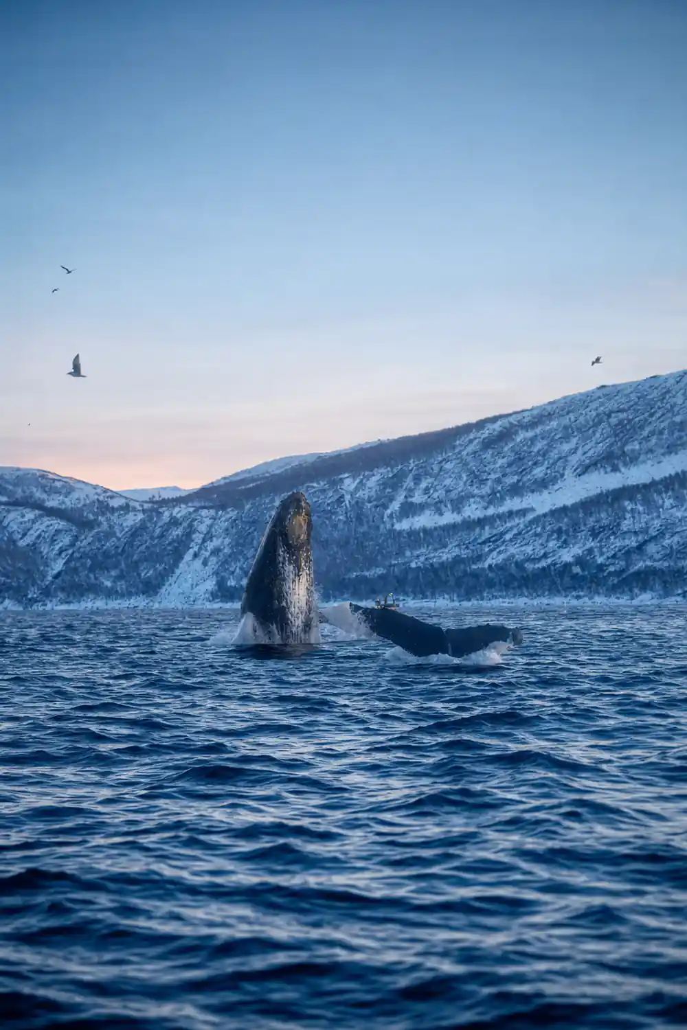 An orca breaching far out below a wall of snow-covered mountain