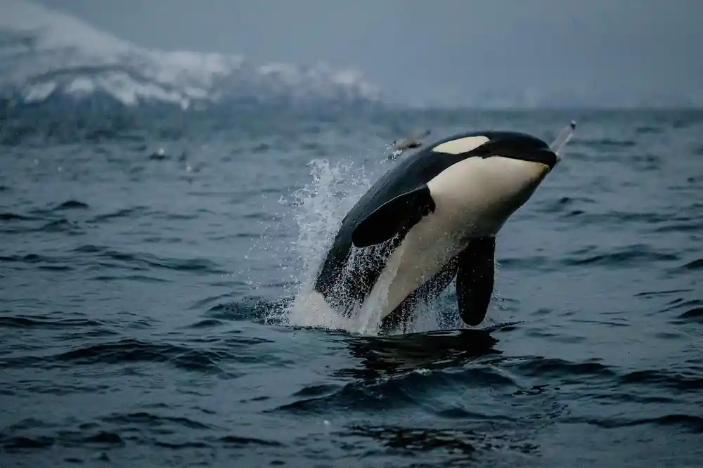 An orca breaching sideways in a burst of spray