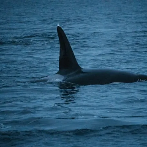 An orca's dorsal fin breaking the surface