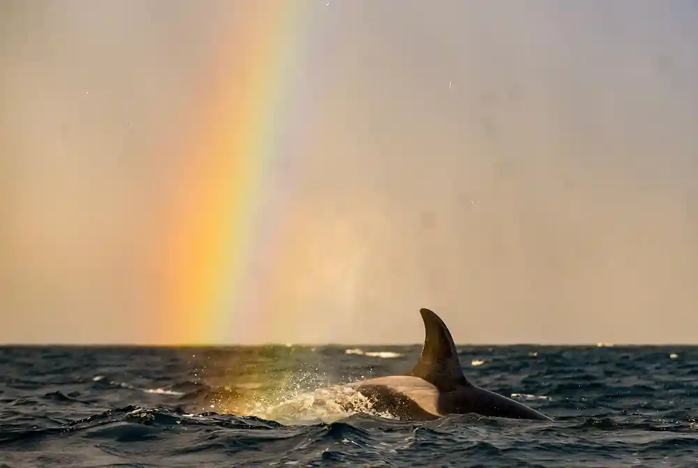 An orca fin cutting the water beneath a rainbow over the fjord