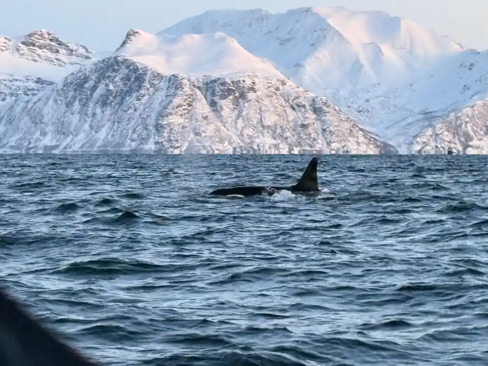 An orca fin on dark water beneath a steep white mountainside