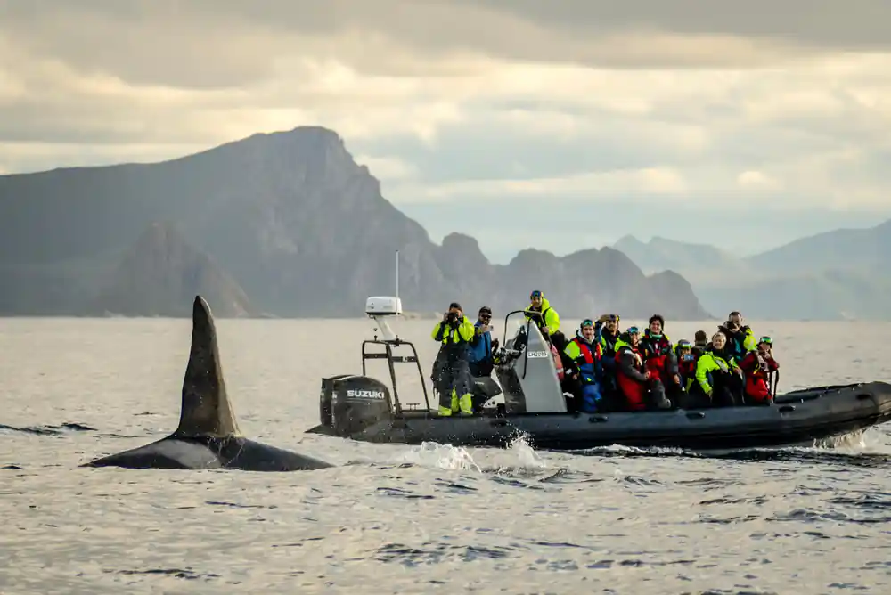 An orca fin passing close to a RIB of passengers below a dark headland