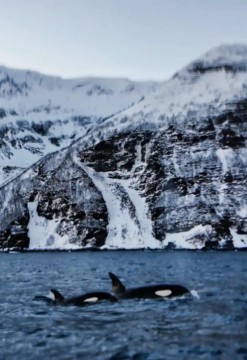 Orca fins below a steep mountainside streaked with snow