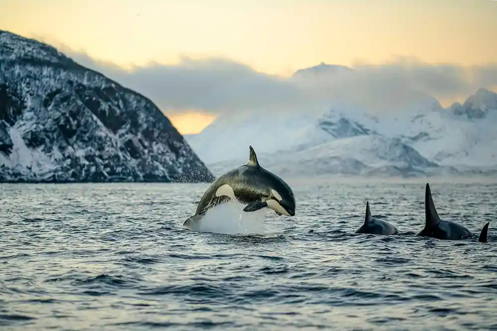 An orca leaping clear of the water in front of snow-covered peaks