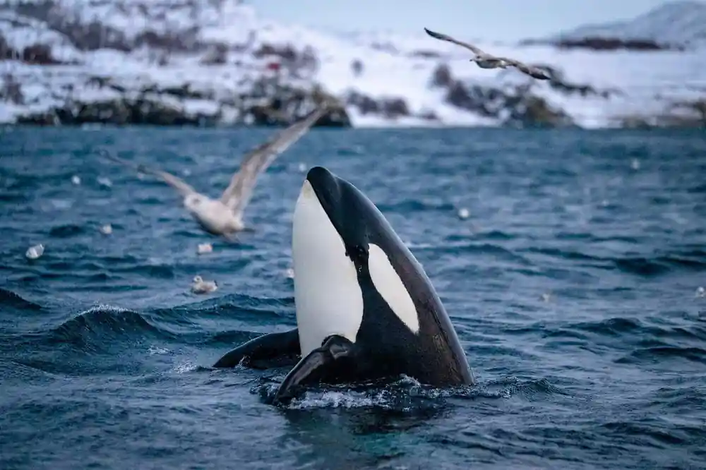 An orca lifting its head from the water with gulls overhead