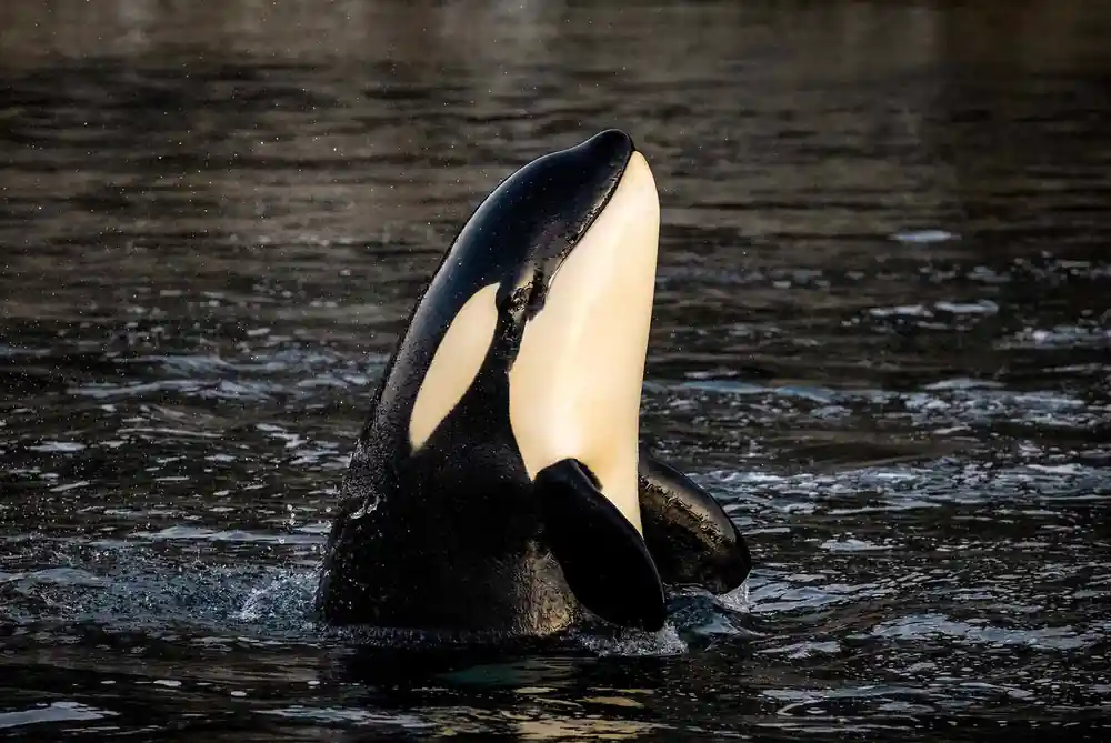 An orca lifting its white eye patch clear of the surface