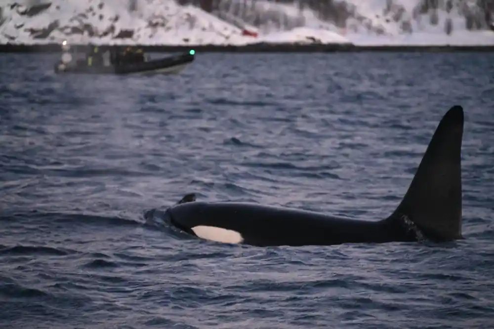 An orca passing close alongside, its white patch clear under the surface