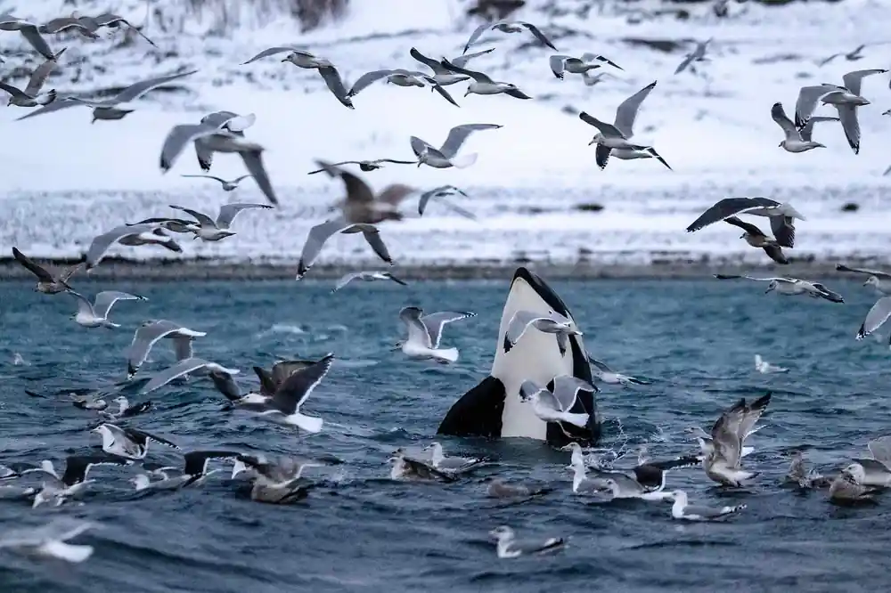 An orca spyhopping in a crowd of gulls off a snowy shoreline