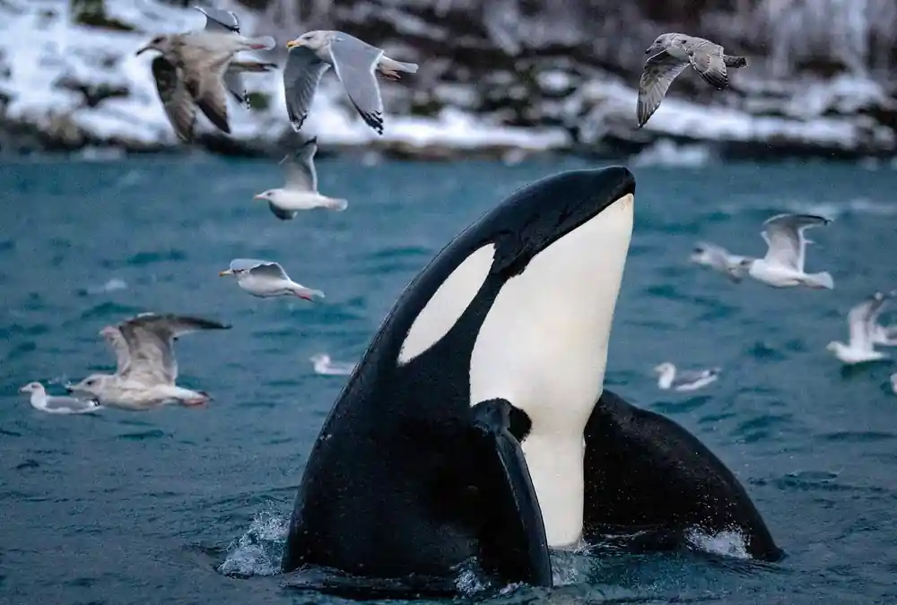 An orca spyhopping head-up out of the water among wheeling gulls