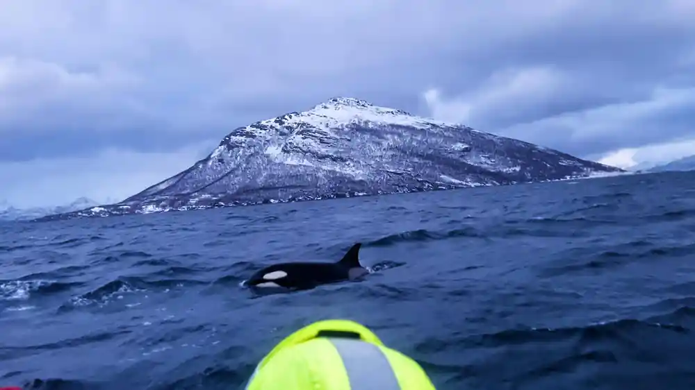 An orca surfacing beside the boat, a yellow suit shoulder in frame