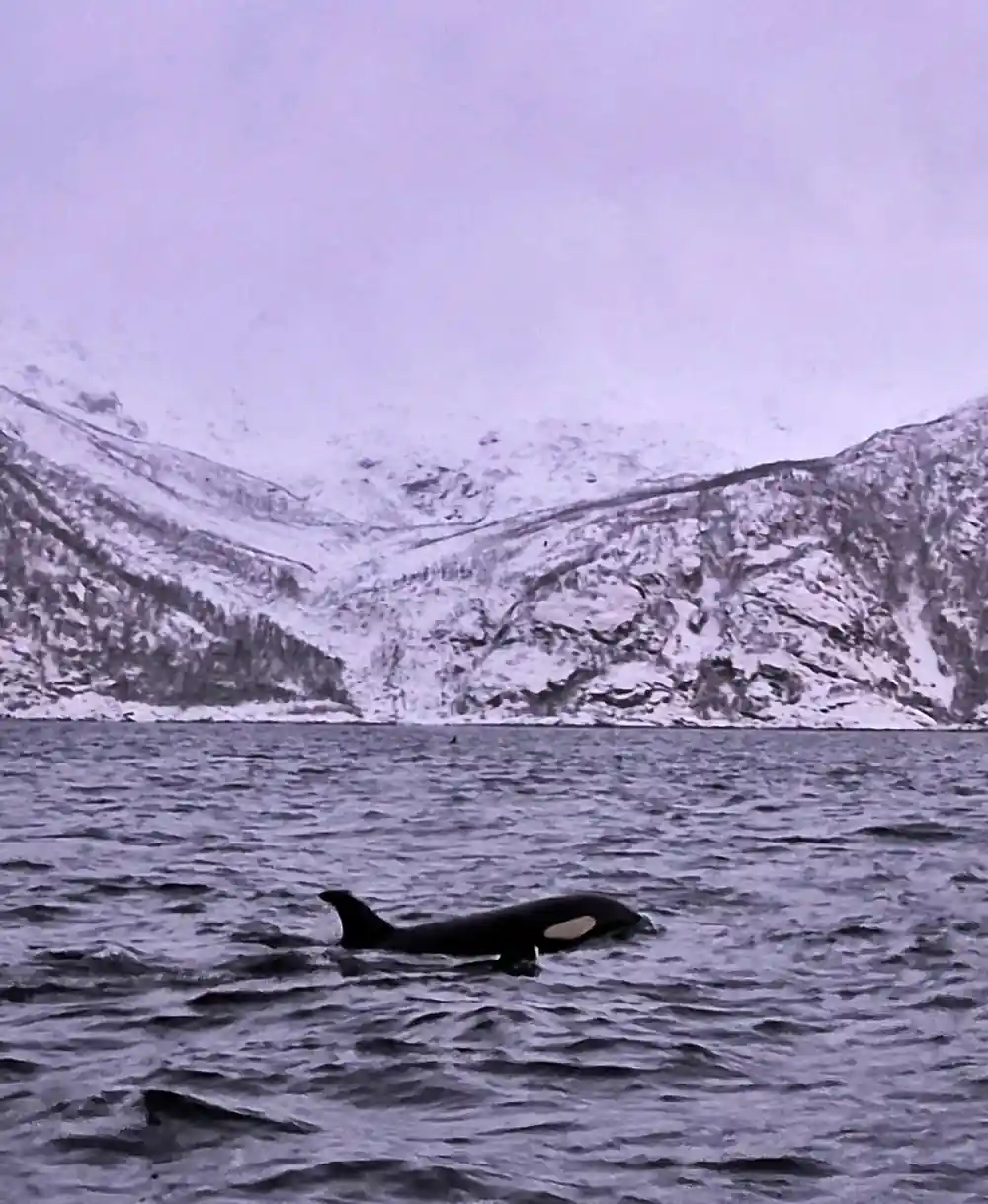 An orca surfacing below a broad snow-covered mountainside