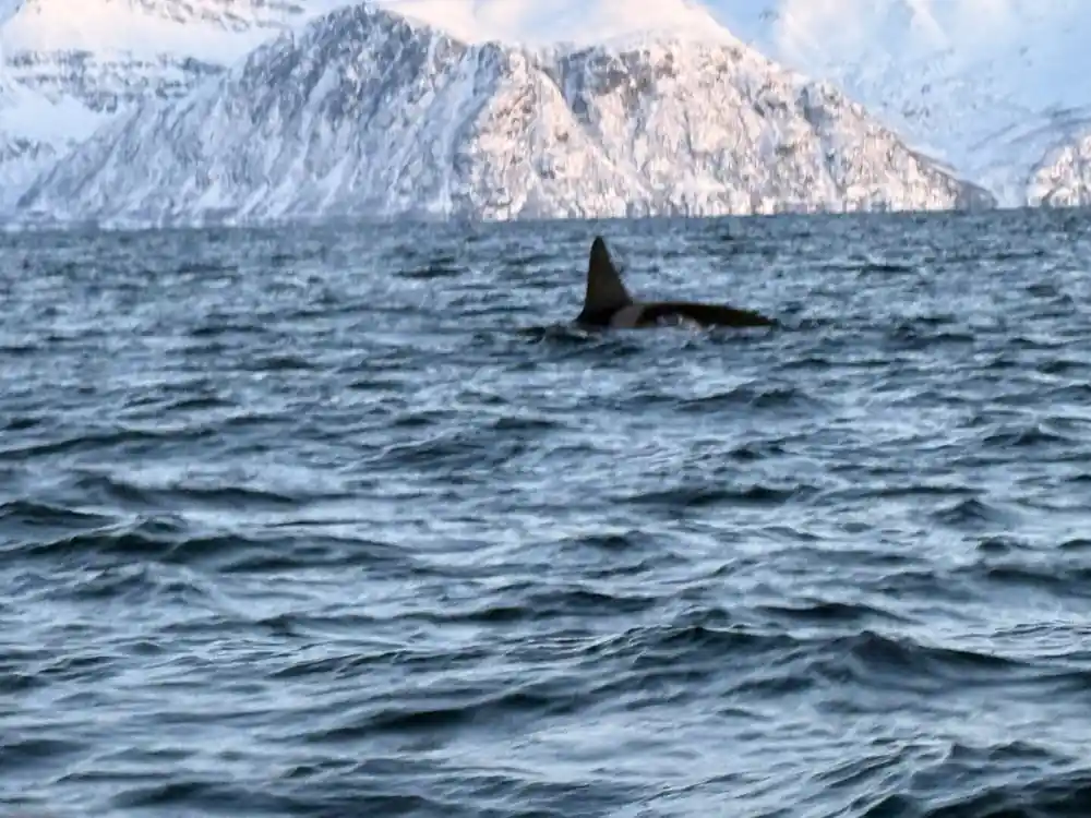 An orca surfacing in choppy water below a bright snow-covered mountain