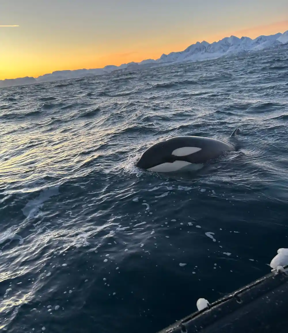 An orca surfacing close to the boat, eye patch bright against the water