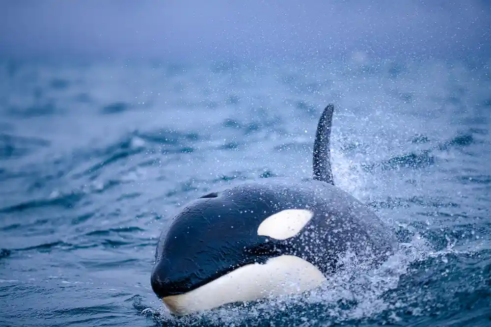 An orca surfacing head-on, water streaming from its face