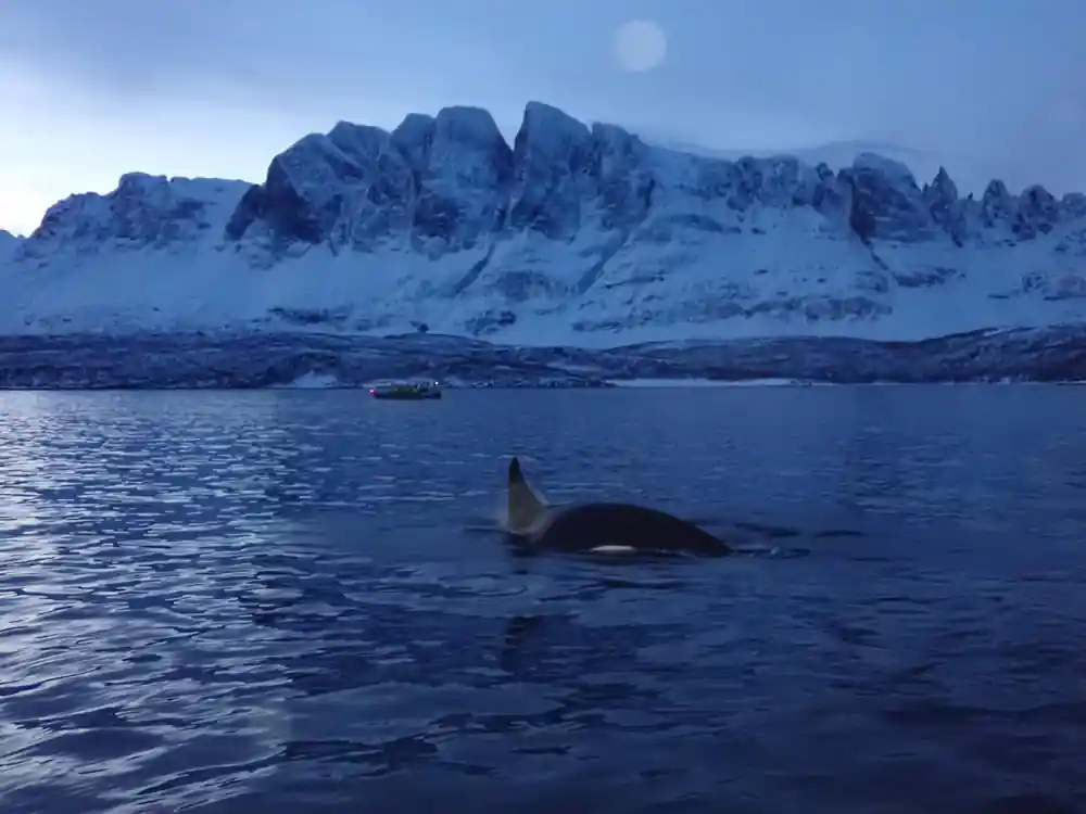 An orca surfacing in a moonlit fjord under jagged white peaks