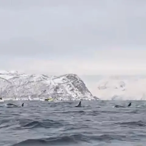 Orcas surfacing below snowy mountains