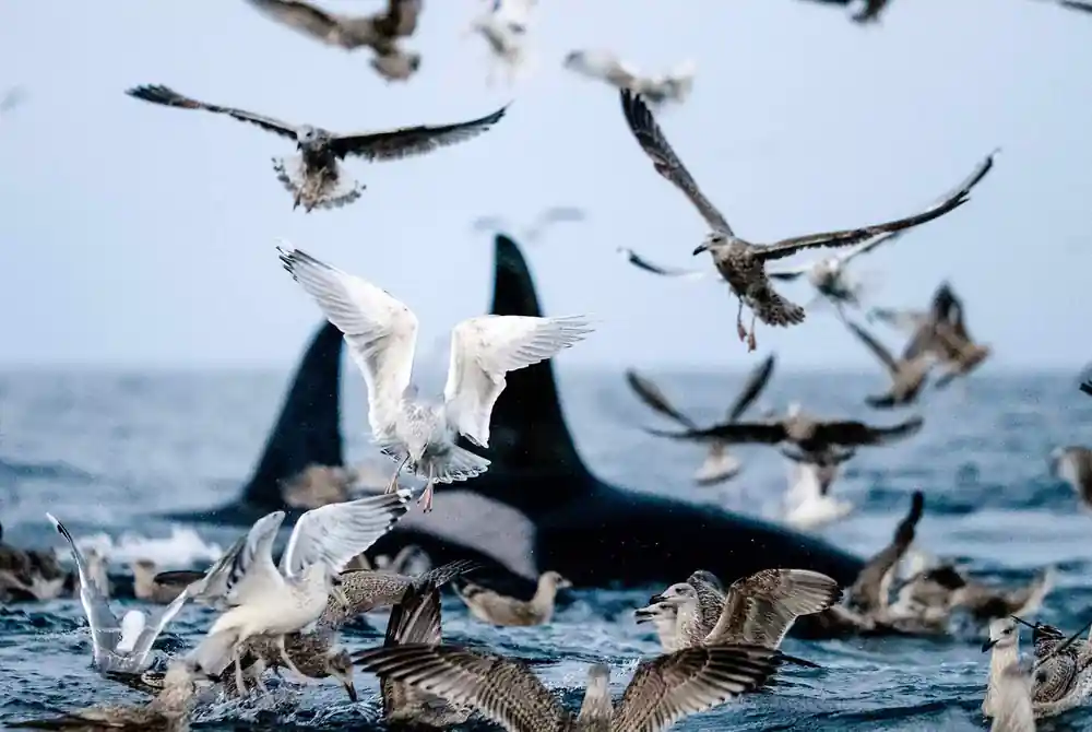 Orcas at the surface with gulls diving all around them