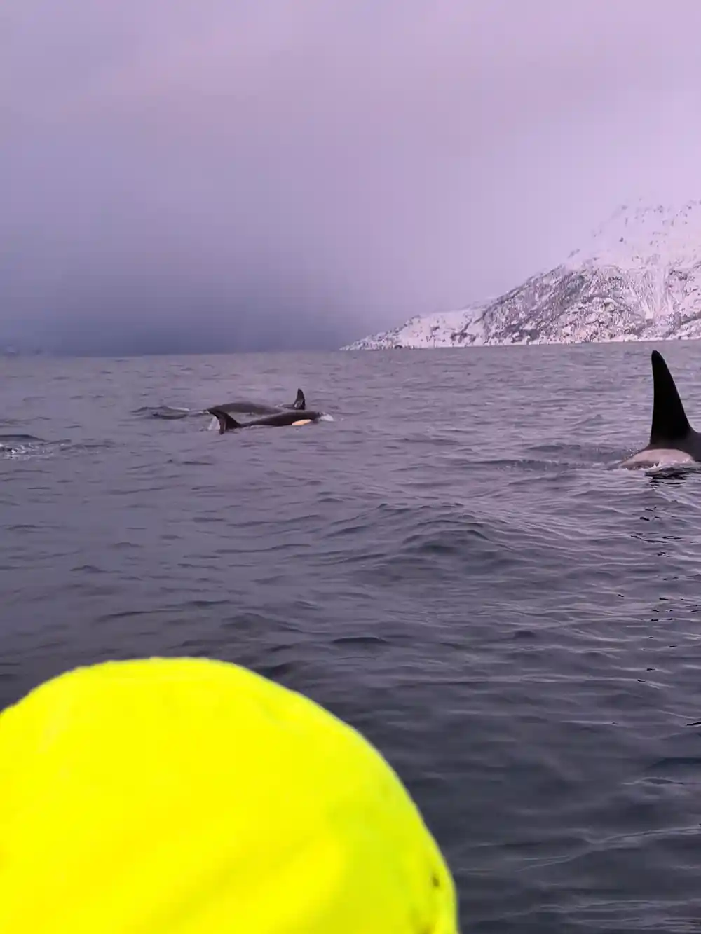 Orcas surfacing in pink dusk light seen past a yellow hood