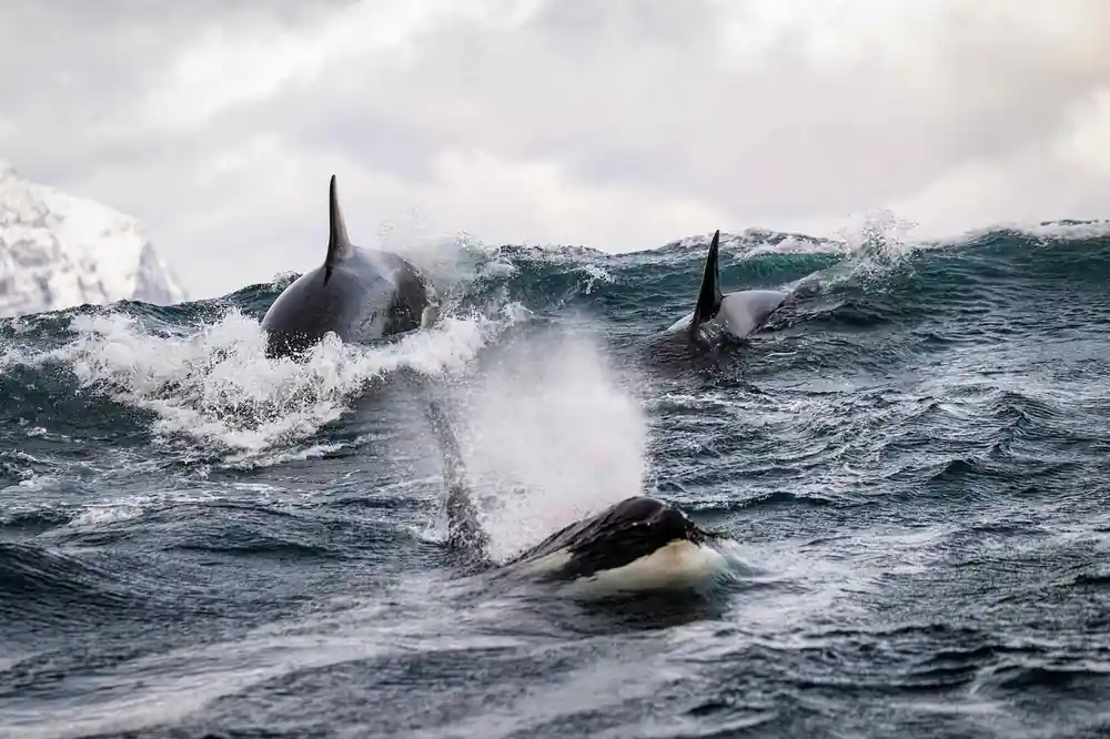 Orcas surfacing through broken water, one showing its white flank