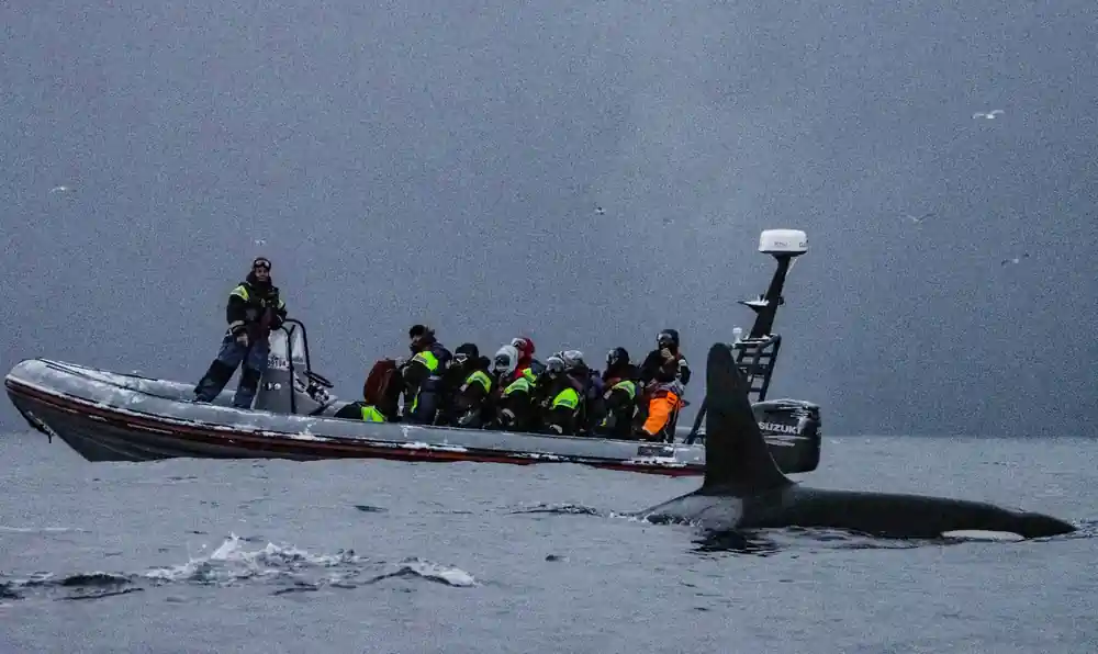 Passengers on a RIB in bright thermal suits, an orca fin rising beside them