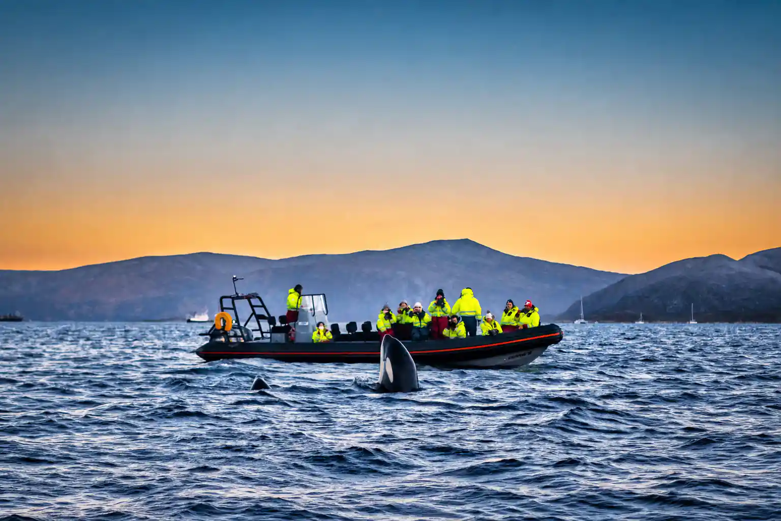 Whale Watching in Magic Skjervoy
