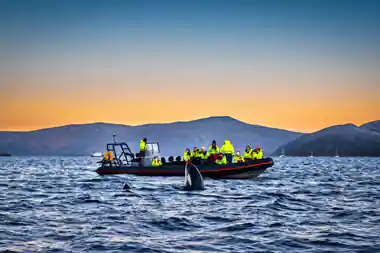 Passengers in survival suits along a RIB as an orca surfaces alongside