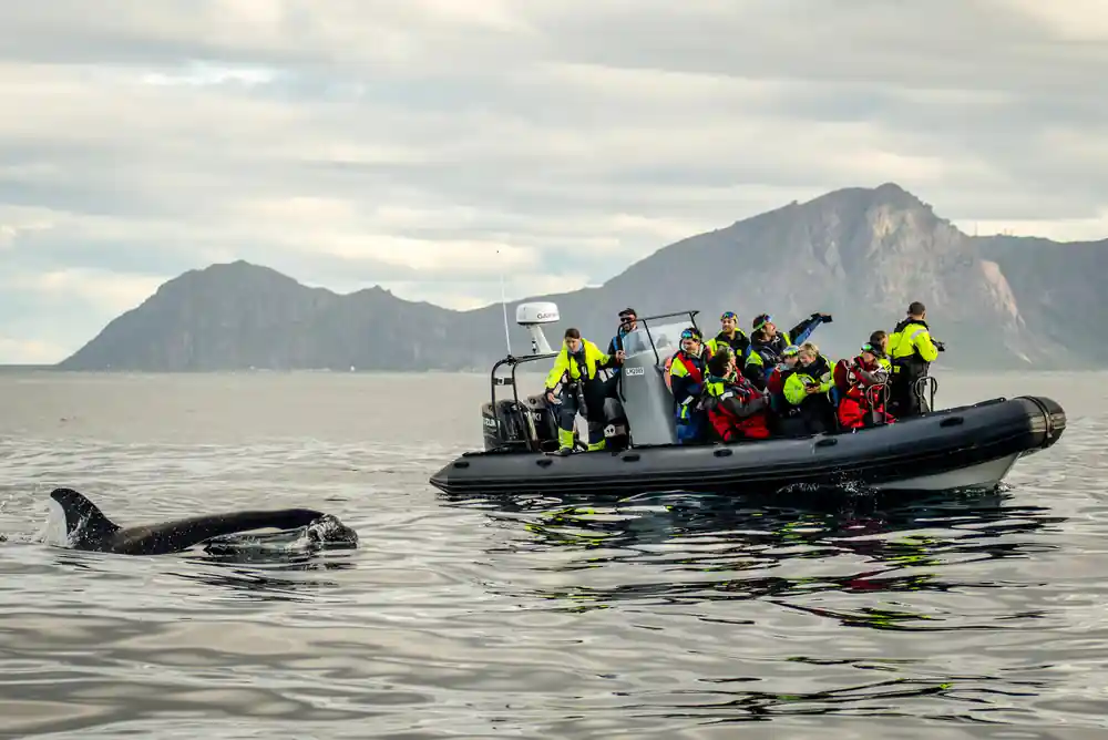 A RIB full of passengers in thermal suits with orca fins ahead of the bow