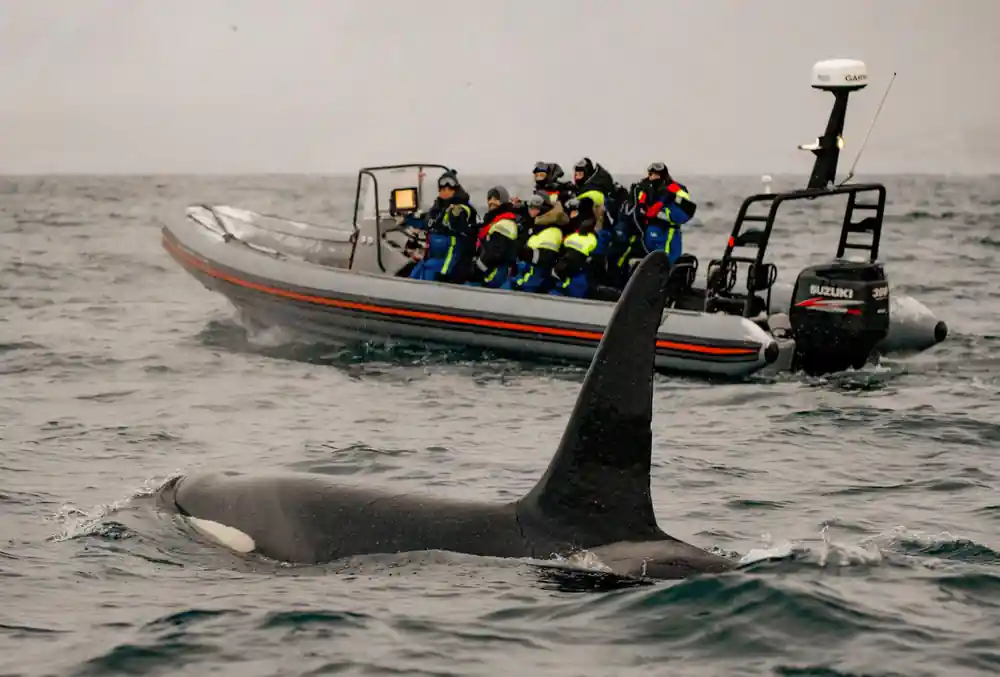 A tall orca fin in the foreground with a RIB of passengers behind