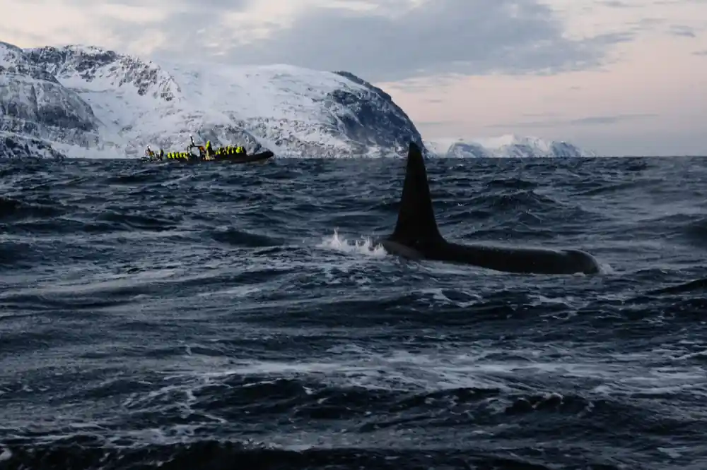 A tall orca fin passing close to the boat