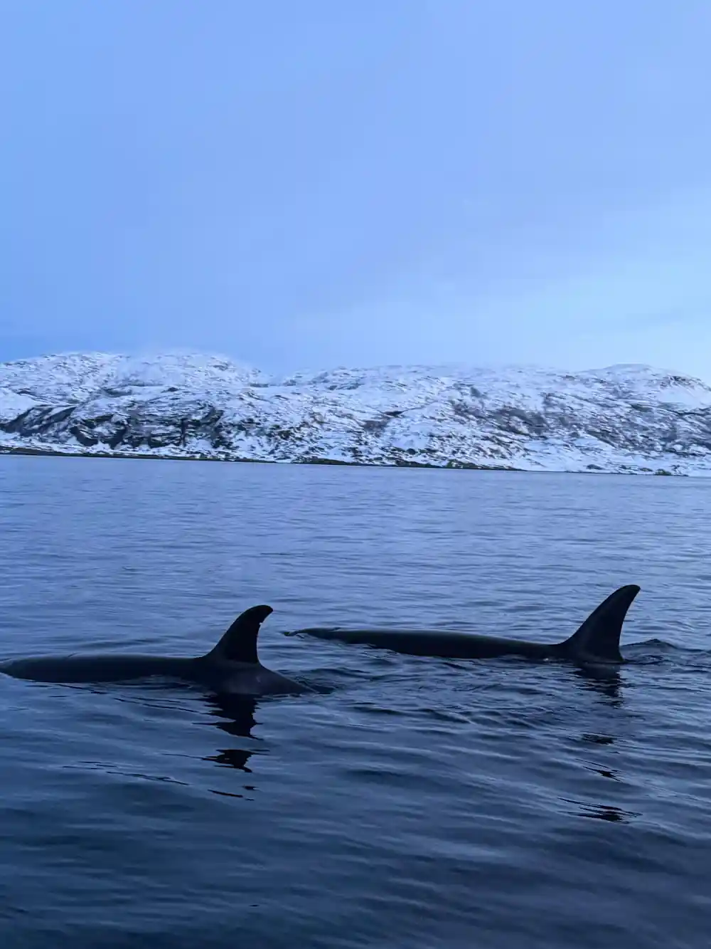 Two orca fins side by side on calm water below a white ridge