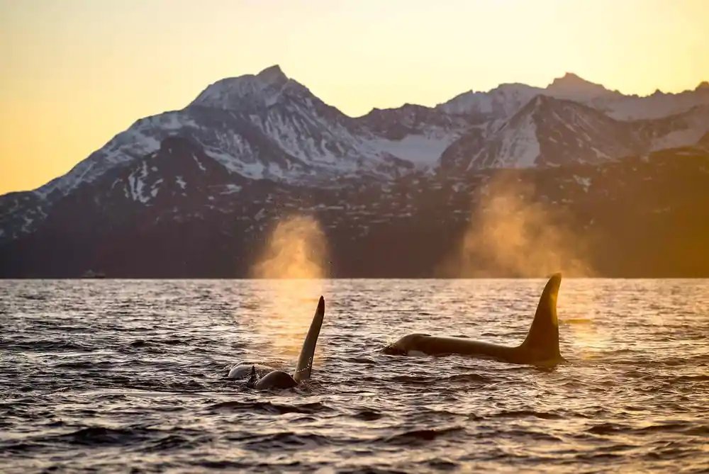 Two orcas breathing at sunrise, their blows lit against dark mountains