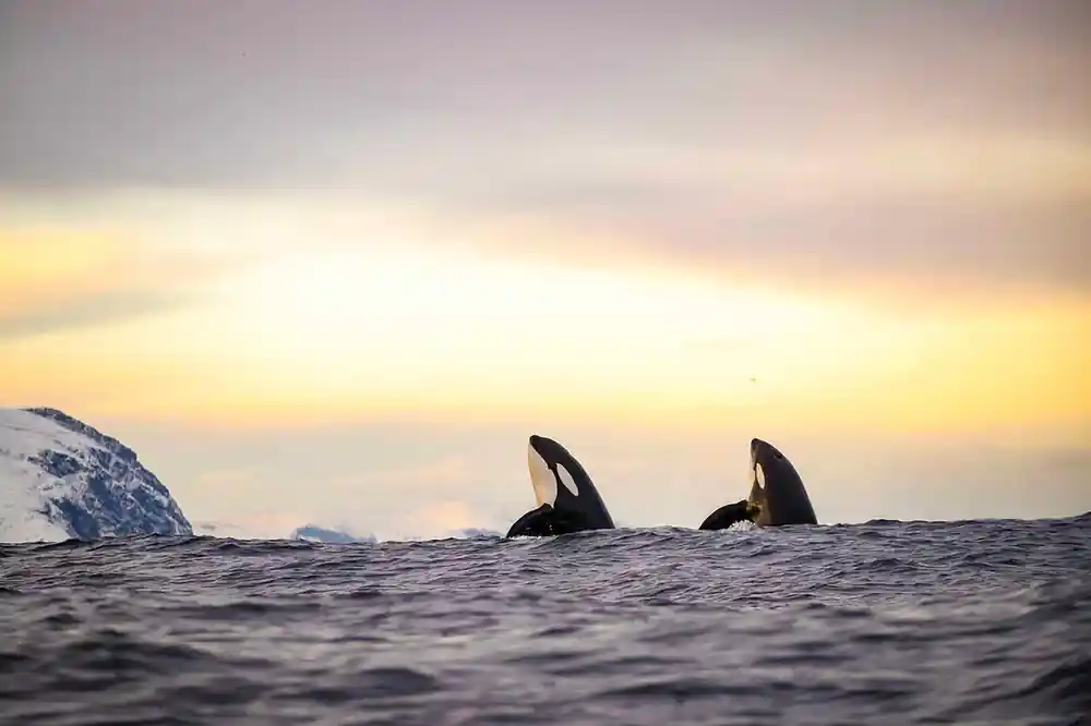 Two orcas surfacing side by side under a pale dawn sky