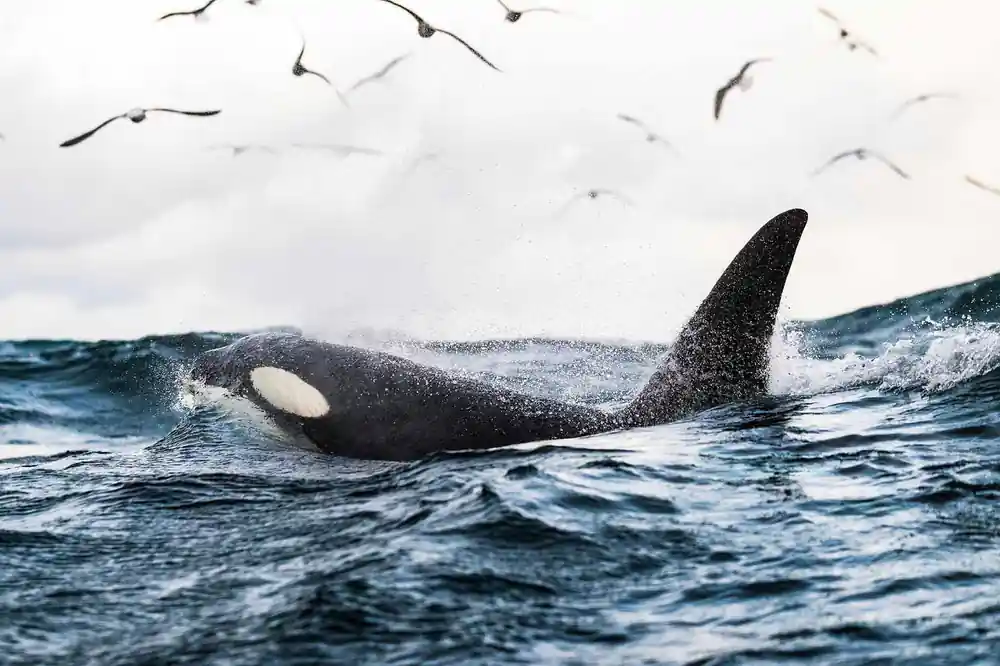 Two orcas surfacing together, the nearer showing its eye patch