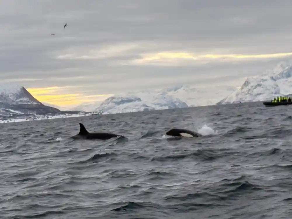 Two orcas surfacing together under a pale winter sky