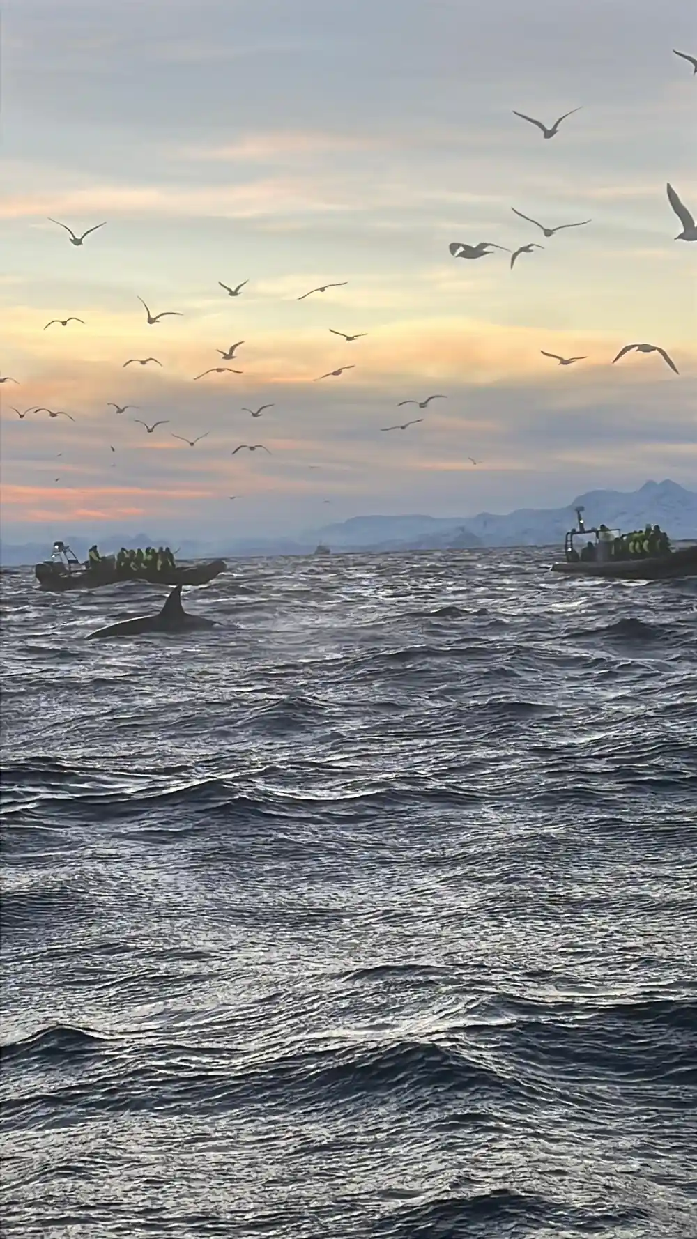 Two RIBs of passengers among orcas and gulls at dusk