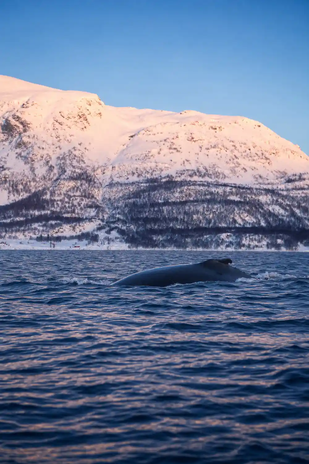 A whale's back breaking the surface below a broad snowy ridge